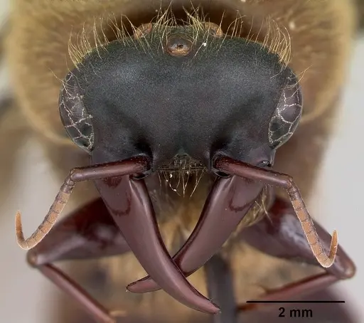 Dorylus nigricans - CASENT0172662