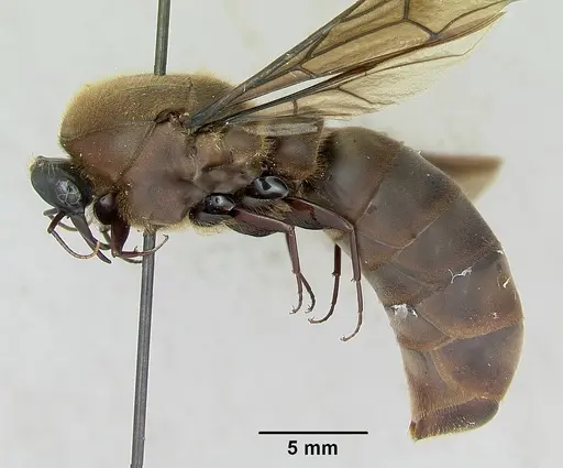 Dorylus nigricans - CASENT0172662