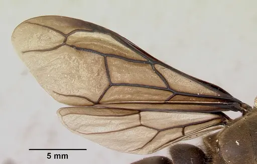 Dorylus nigricans - CASENT0172662