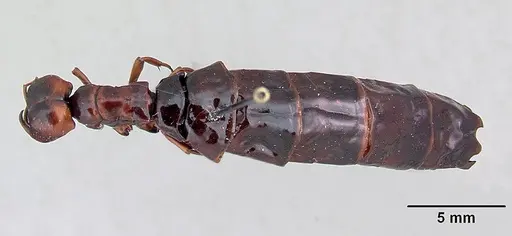 Dorylus nigricans - CASENT0172663