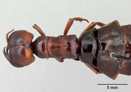 Dorylus nigricans - CASENT0172663