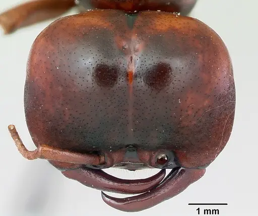 Dorylus nigricans - CASENT0172663