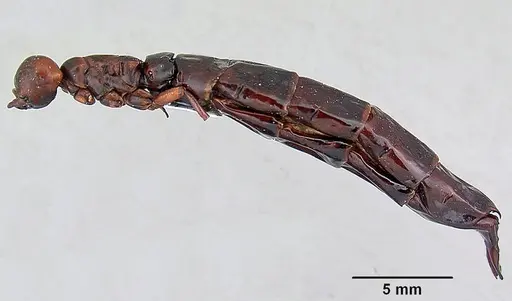 Dorylus nigricans - CASENT0172663