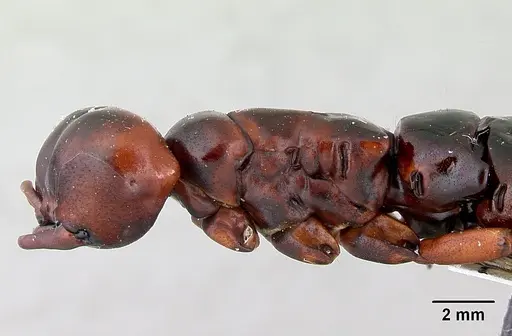 Dorylus nigricans - CASENT0172663