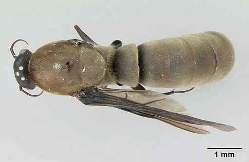 Dorylus nigricans - CASENT0172775