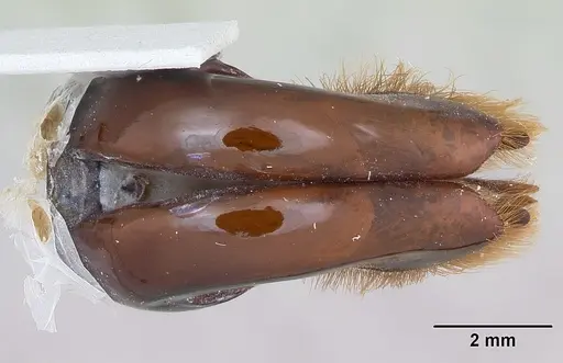 Dorylus nigricans - CASENT0172775