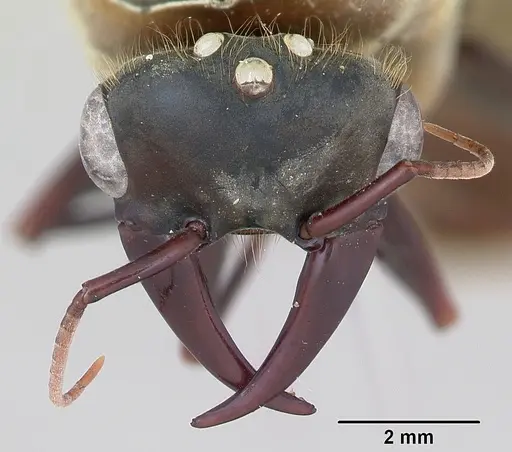 Dorylus nigricans - CASENT0172775