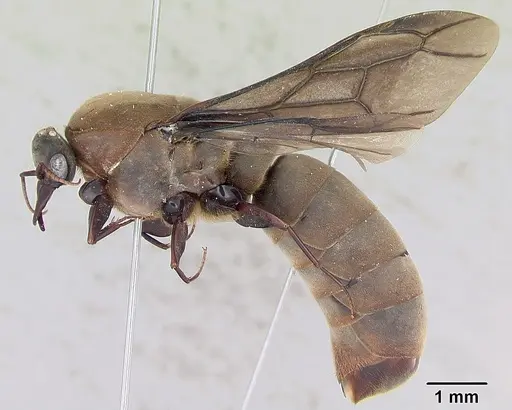 Dorylus nigricans - CASENT0172775