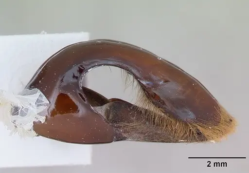 Dorylus nigricans - CASENT0172775