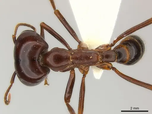 Dorylus nigricans - CASENT0217152