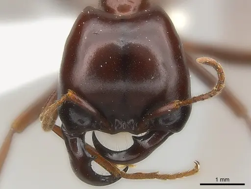 Dorylus nigricans - CASENT0217152