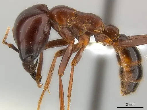 Dorylus nigricans - CASENT0217152