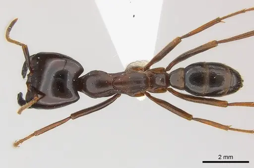 Dorylus nigricans - CASENT0217153