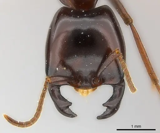 Dorylus nigricans - CASENT0217153