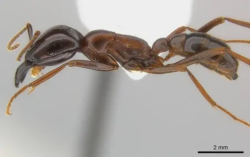 Dorylus nigricans - CASENT0217153