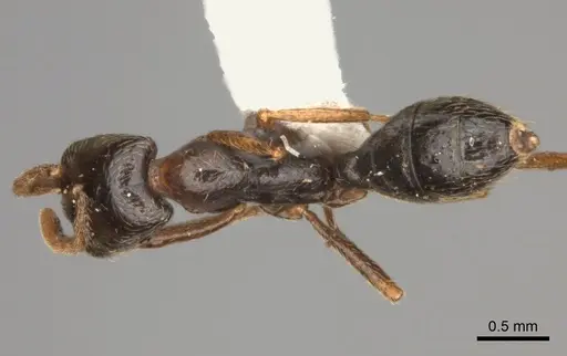 Dorylus nigricans - CASENT0217466