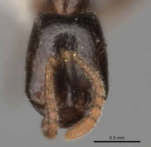 Dorylus nigricans - CASENT0217466