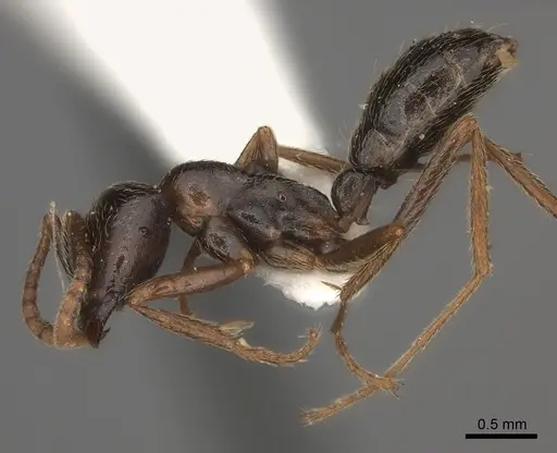 Dorylus nigricans - CASENT0217466