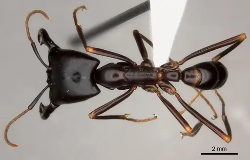 Dorylus nigricans - CASENT0217467