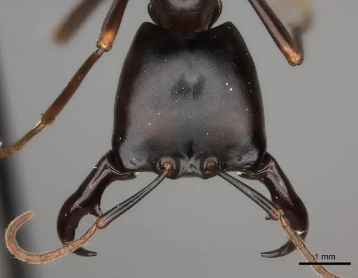 Dorylus nigricans - CASENT0217467