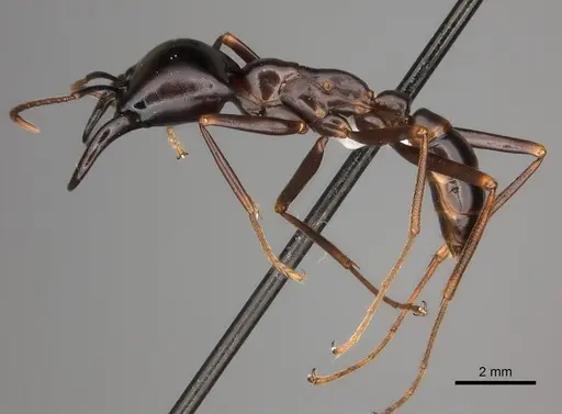 Dorylus nigricans - CASENT0217467