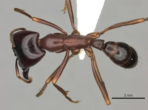 Dorylus nigricans - CASENT0235173