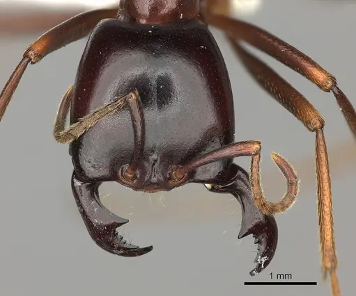 Dorylus nigricans - CASENT0235173