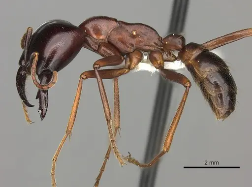 Dorylus nigricans - CASENT0235173