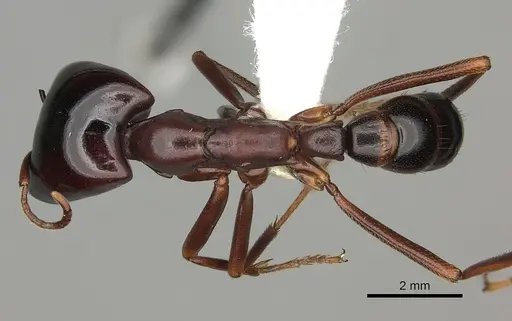 Dorylus nigricans - CASENT0235174