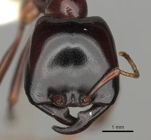 Dorylus nigricans - CASENT0235174