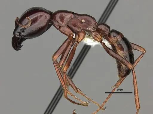 Dorylus nigricans - CASENT0235174