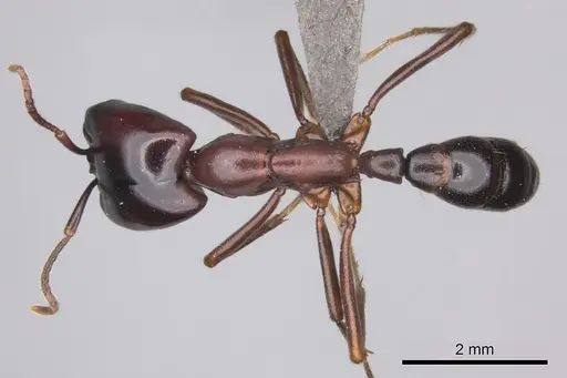 Dorylus nigricans - CASENT0235484