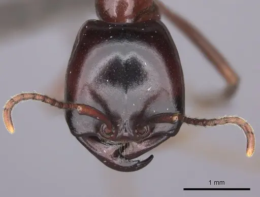 Dorylus nigricans - CASENT0235484