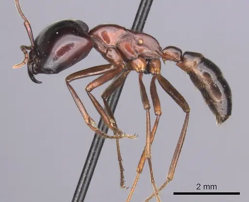 Dorylus nigricans - CASENT0235484