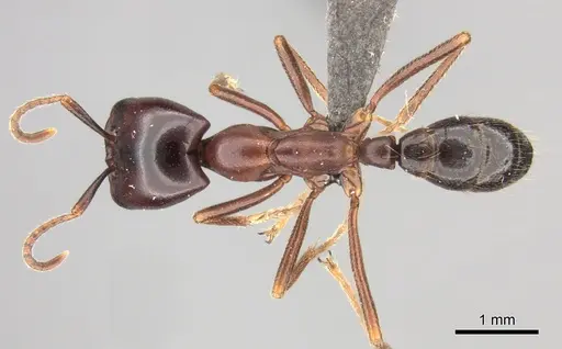 Dorylus nigricans - CASENT0235485