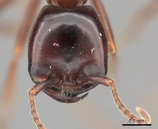 Dorylus nigricans - CASENT0235485