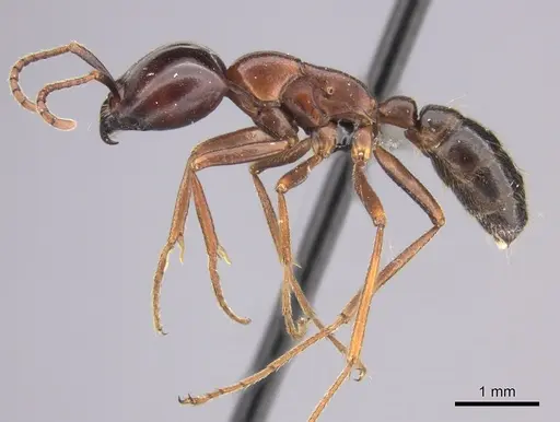 Dorylus nigricans - CASENT0235485