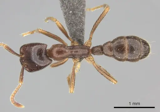 Dorylus nigricans - CASENT0235486