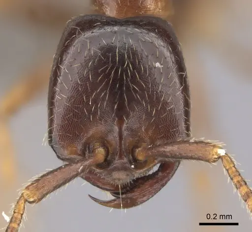 Dorylus nigricans - CASENT0235486