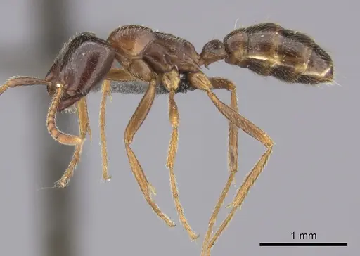 Dorylus nigricans - CASENT0235486