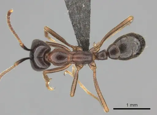 Dorylus nigricans - CASENT0235487