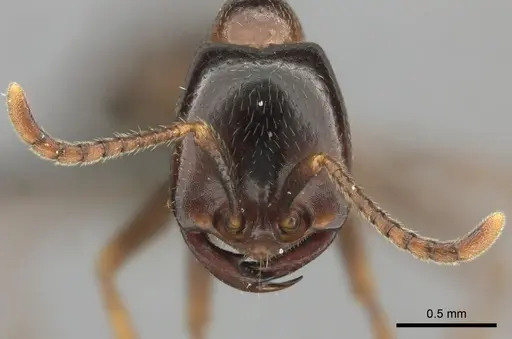 Dorylus nigricans - CASENT0235487