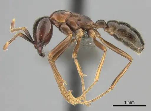 Dorylus nigricans - CASENT0235487