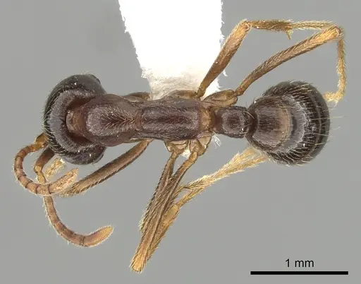 Dorylus nigricans - CASENT0249435