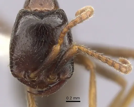 Dorylus nigricans - CASENT0249435