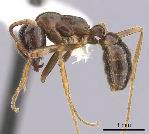 Dorylus nigricans - CASENT0249435