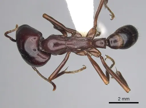 Dorylus nigricans - CASENT0249436