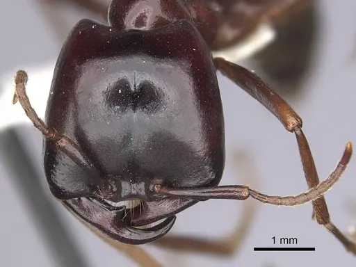 Dorylus nigricans - CASENT0249436