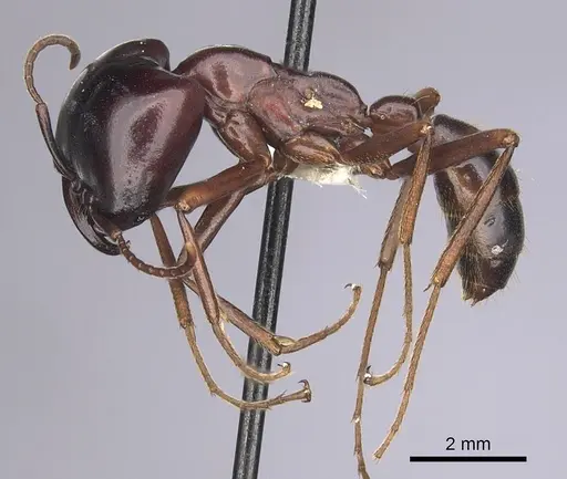 Dorylus nigricans - CASENT0249436