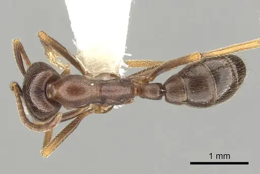 Dorylus nigricans - CASENT0249437